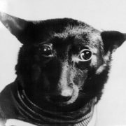 Гагарин родился и полетел в космос после собак